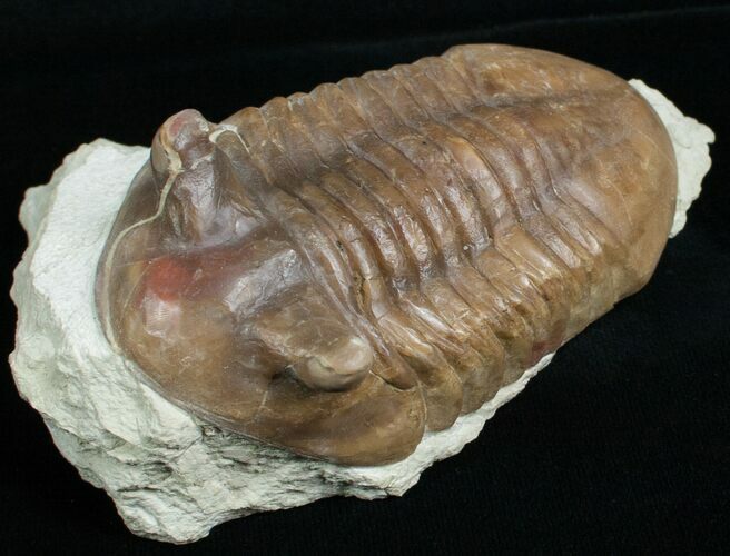 Large Asaphus Punctatus Trilobite #6447